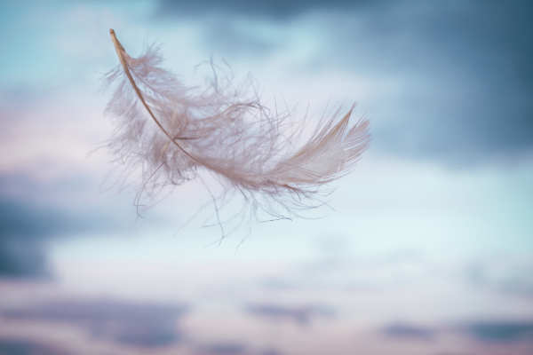 Feather floating in the wind