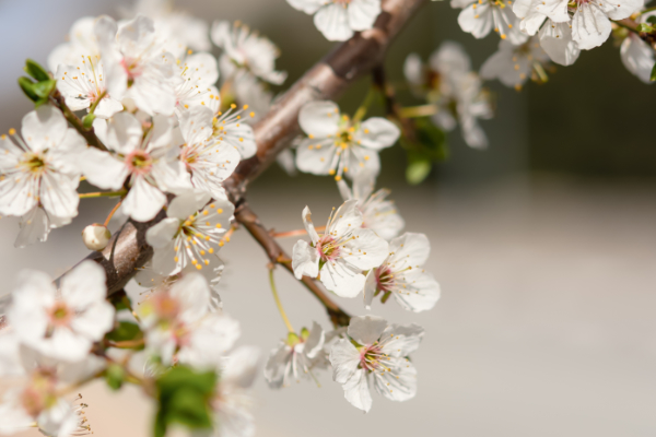 The Secret of Almond